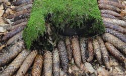 70cm x 5m - pinecones / pommes de pin - 2012